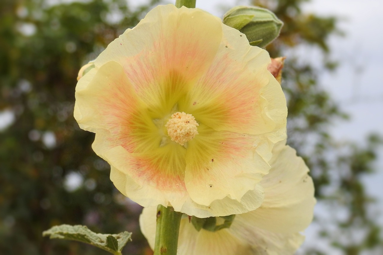 mallow hollyhock flower stock rose free photo