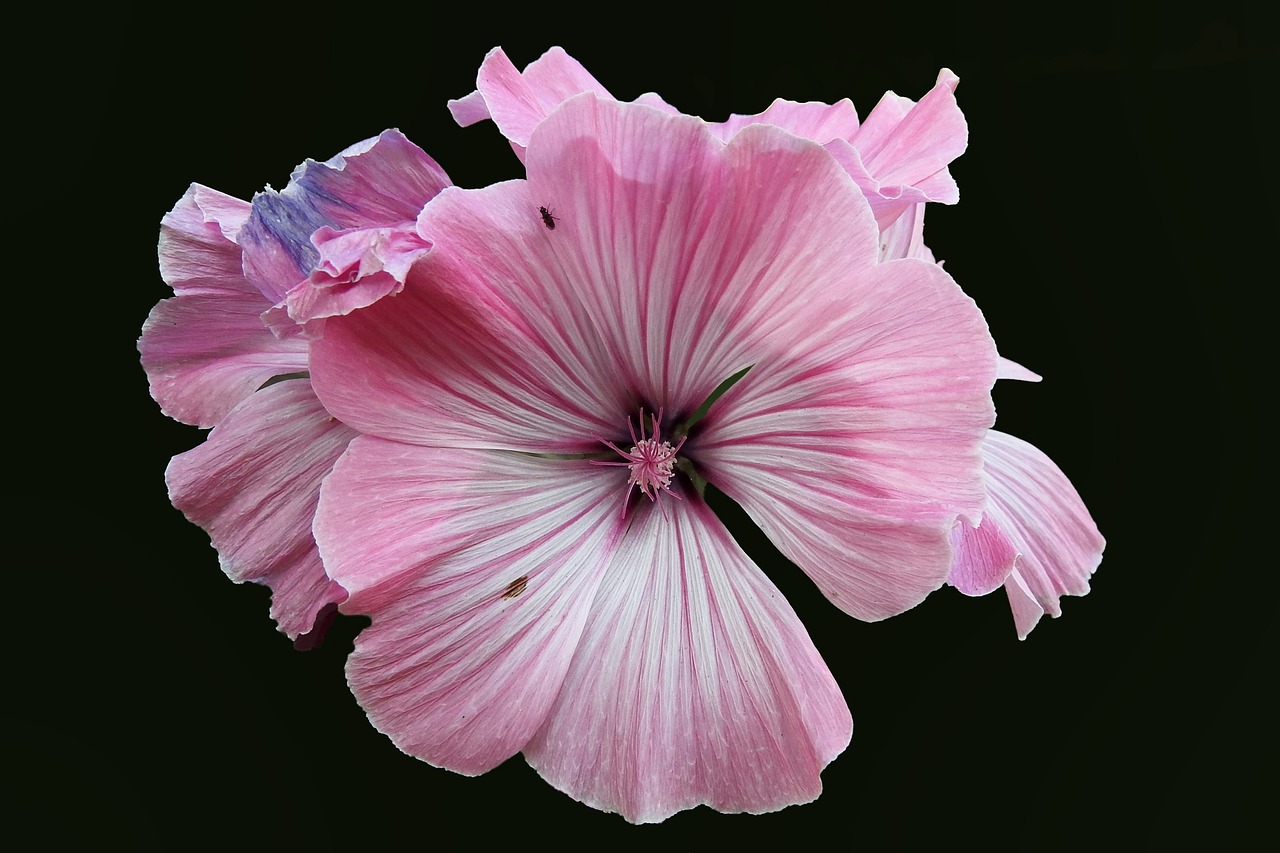 mallow hollyhock flower summer free photo