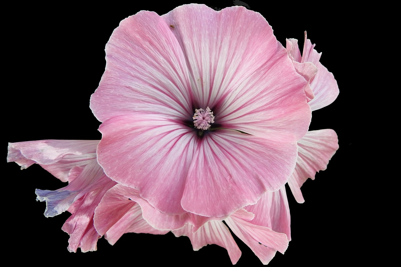 mallow hollyhock flower summer free photo