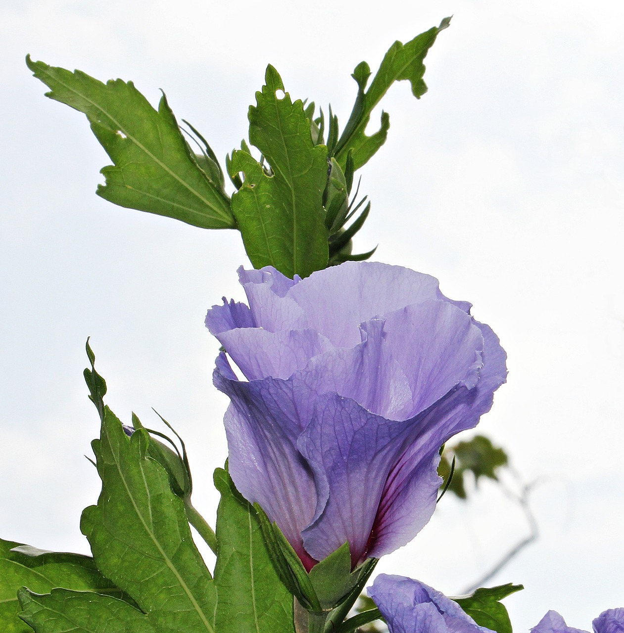 mallow flower blossom free photo