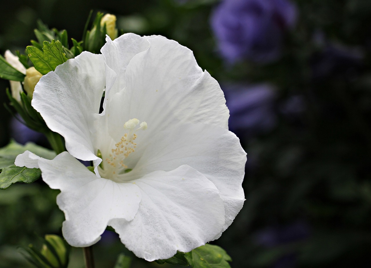 mallow flower blossom free photo