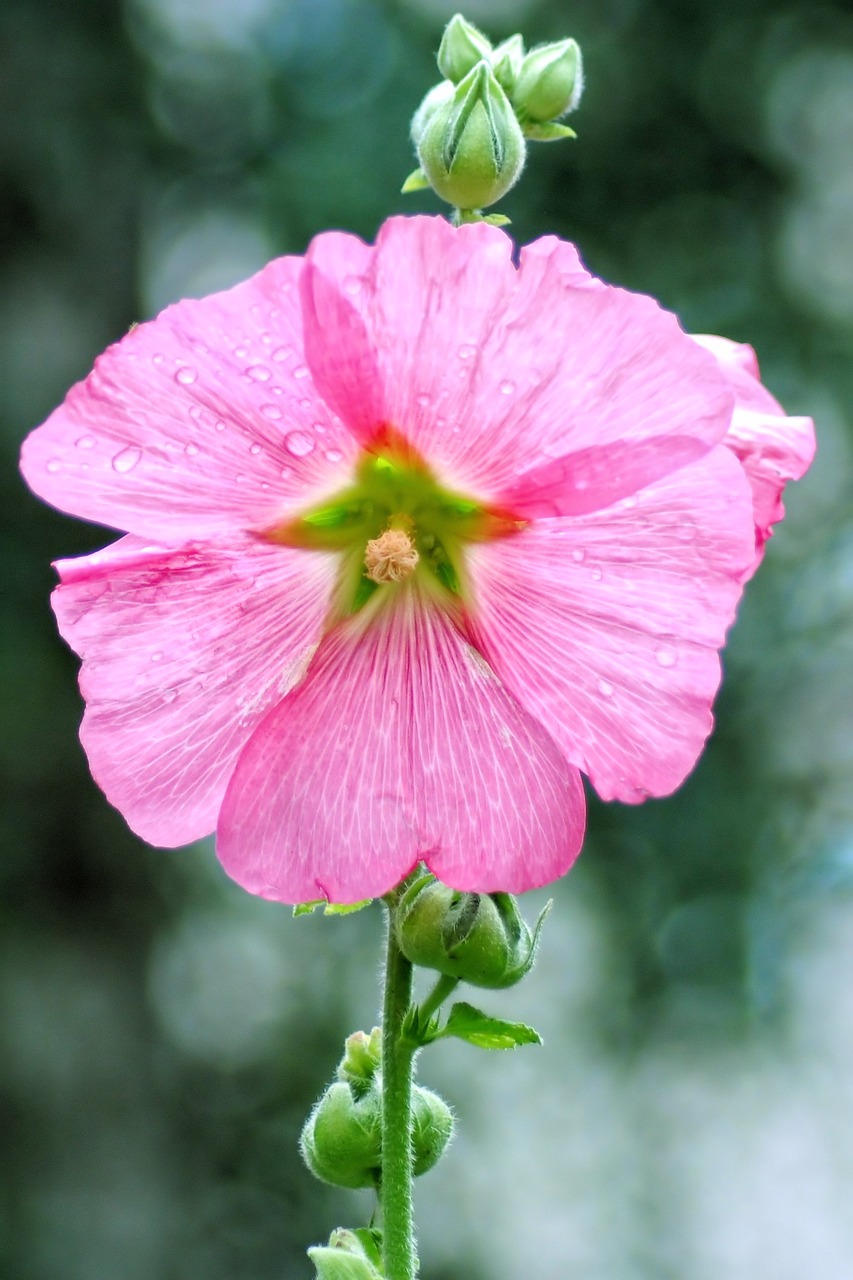 mallow stock rose blossom free photo