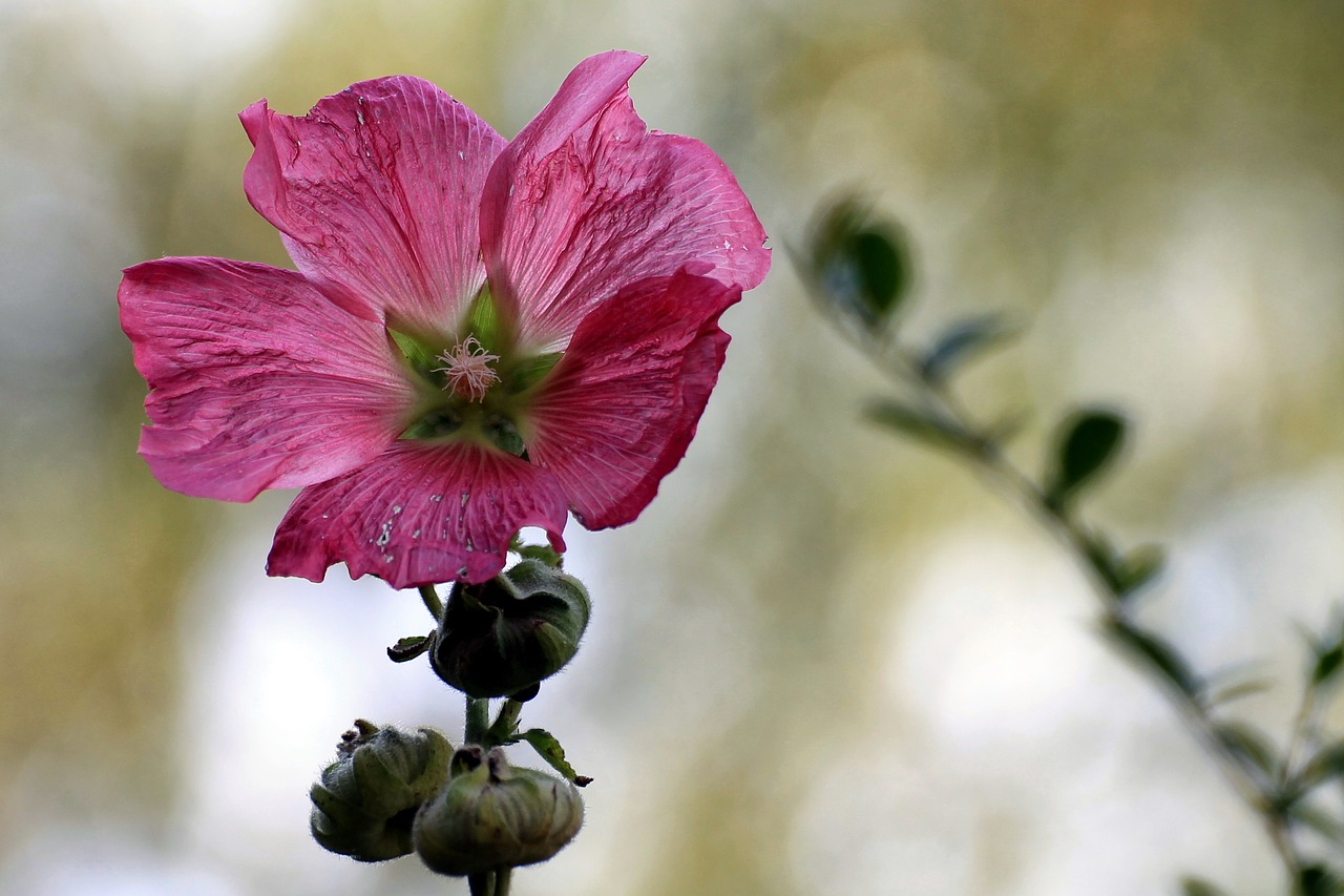 mallow stock rose blossom free photo