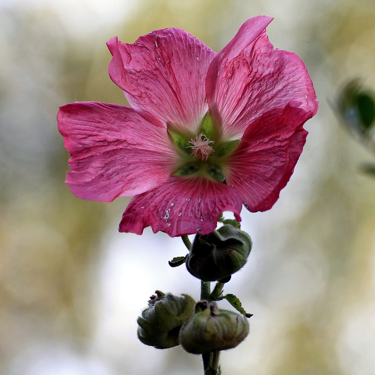 mallow stock rose blossom free photo