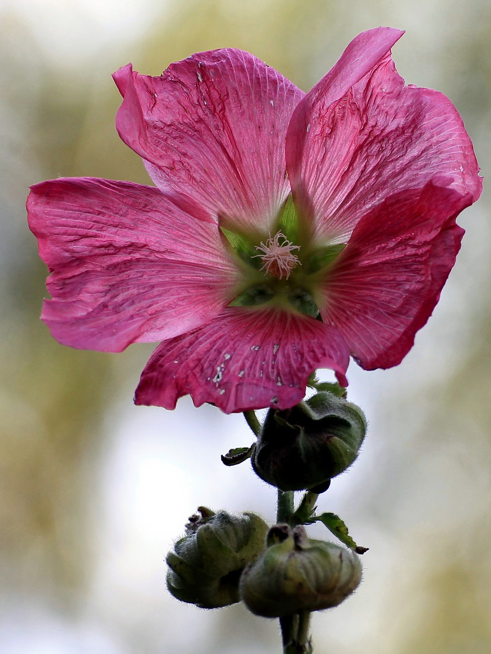 mallow stock rose blossom free photo