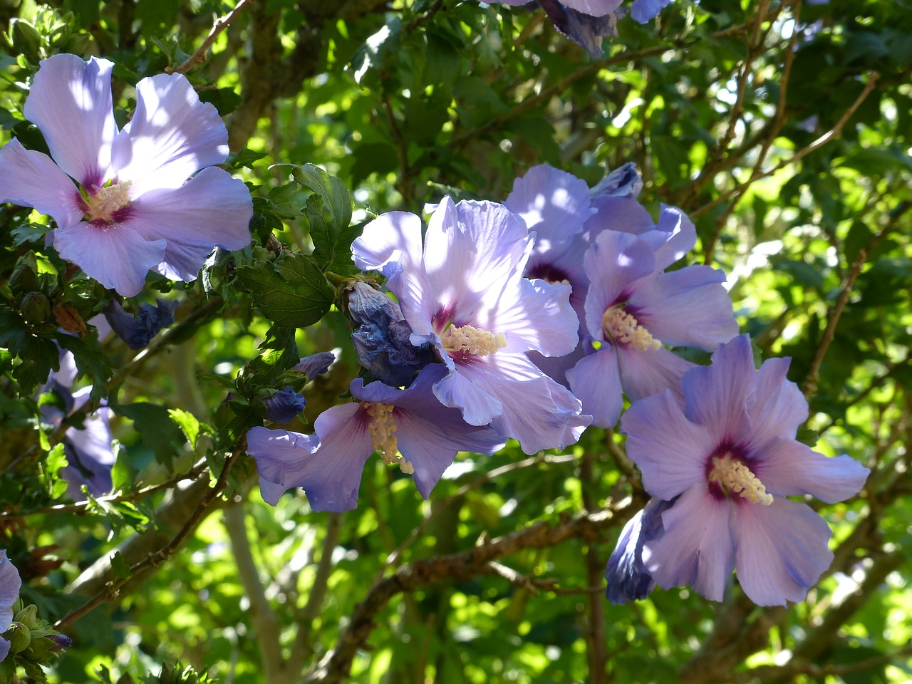 mallow flowers holyhook free photo