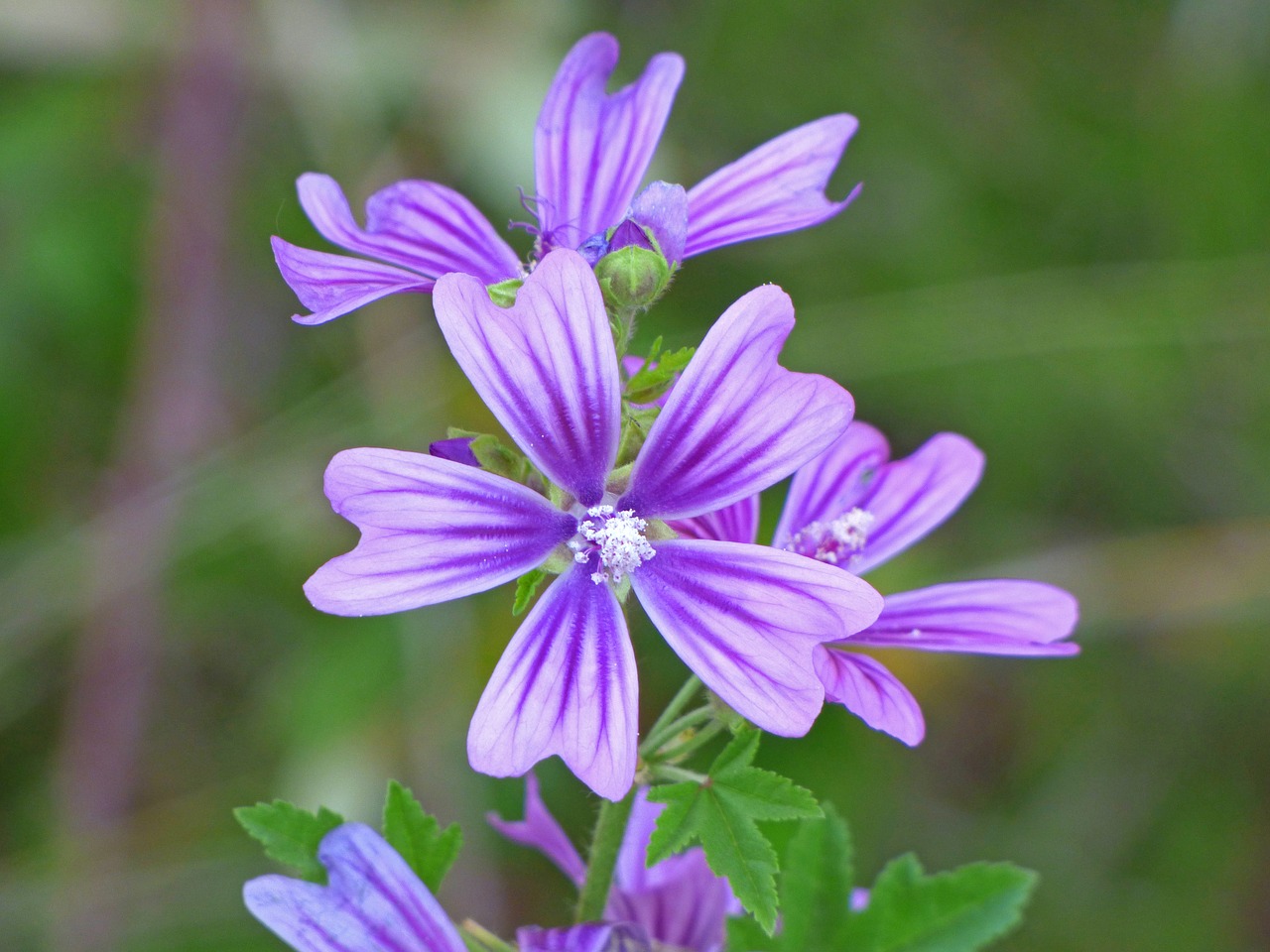 mallow wild flower beauty free photo