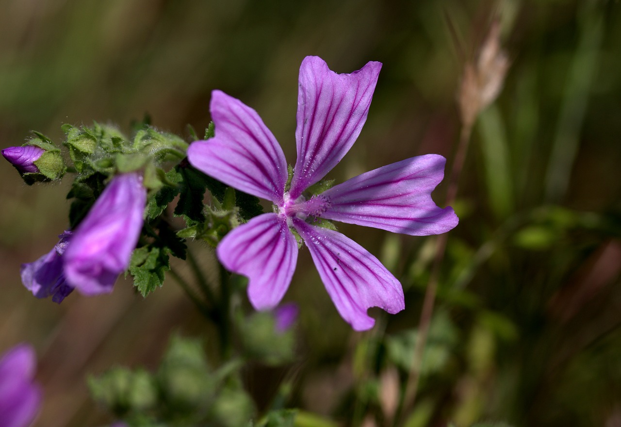 mallow flower mov free photo