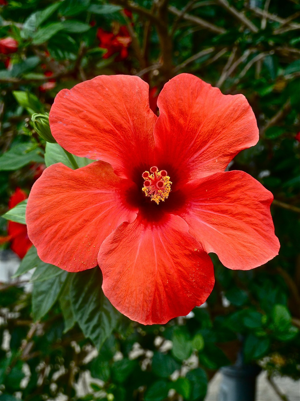 mallow red hibsicus blossom free photo