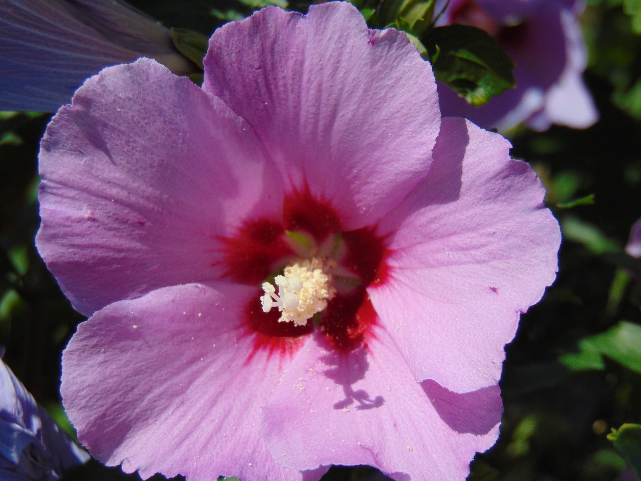 mallow purple flower free photo