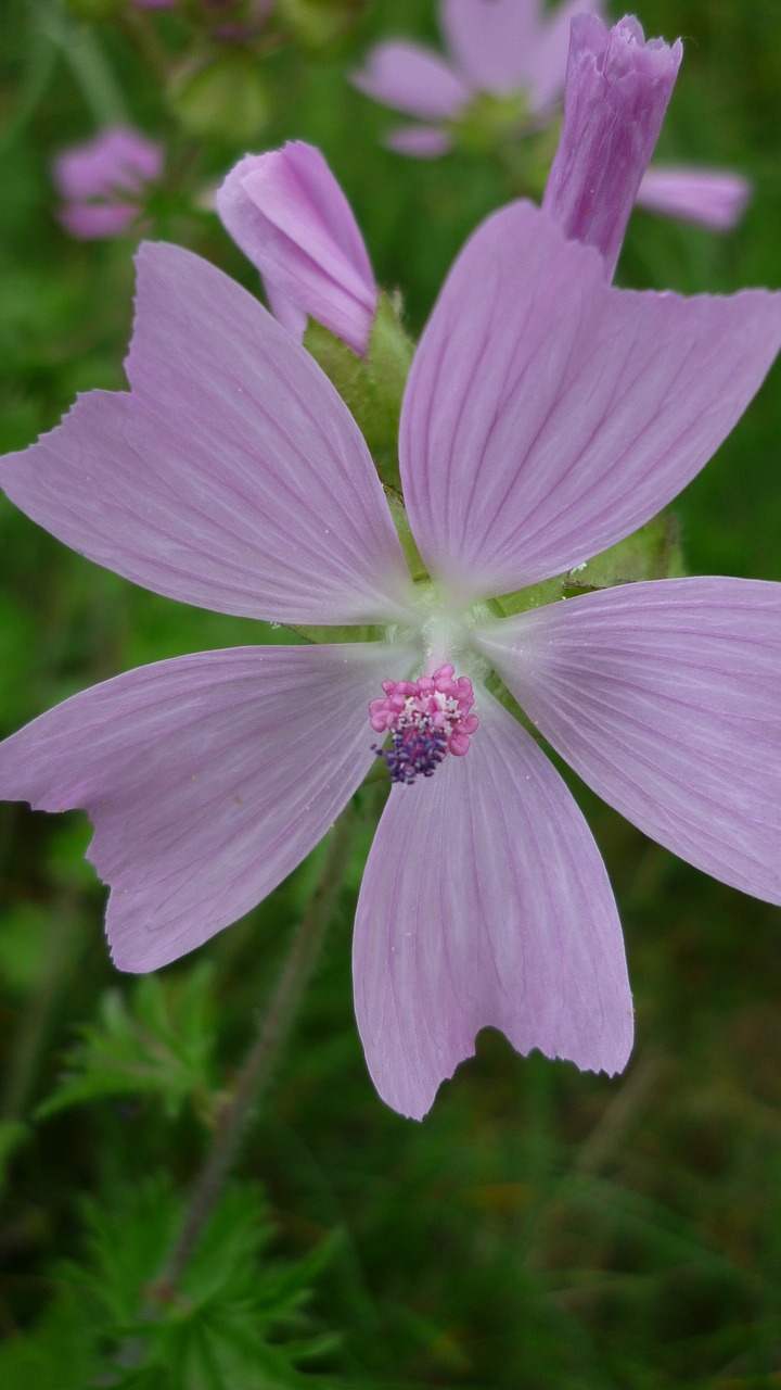 mallow flower wild plant free photo