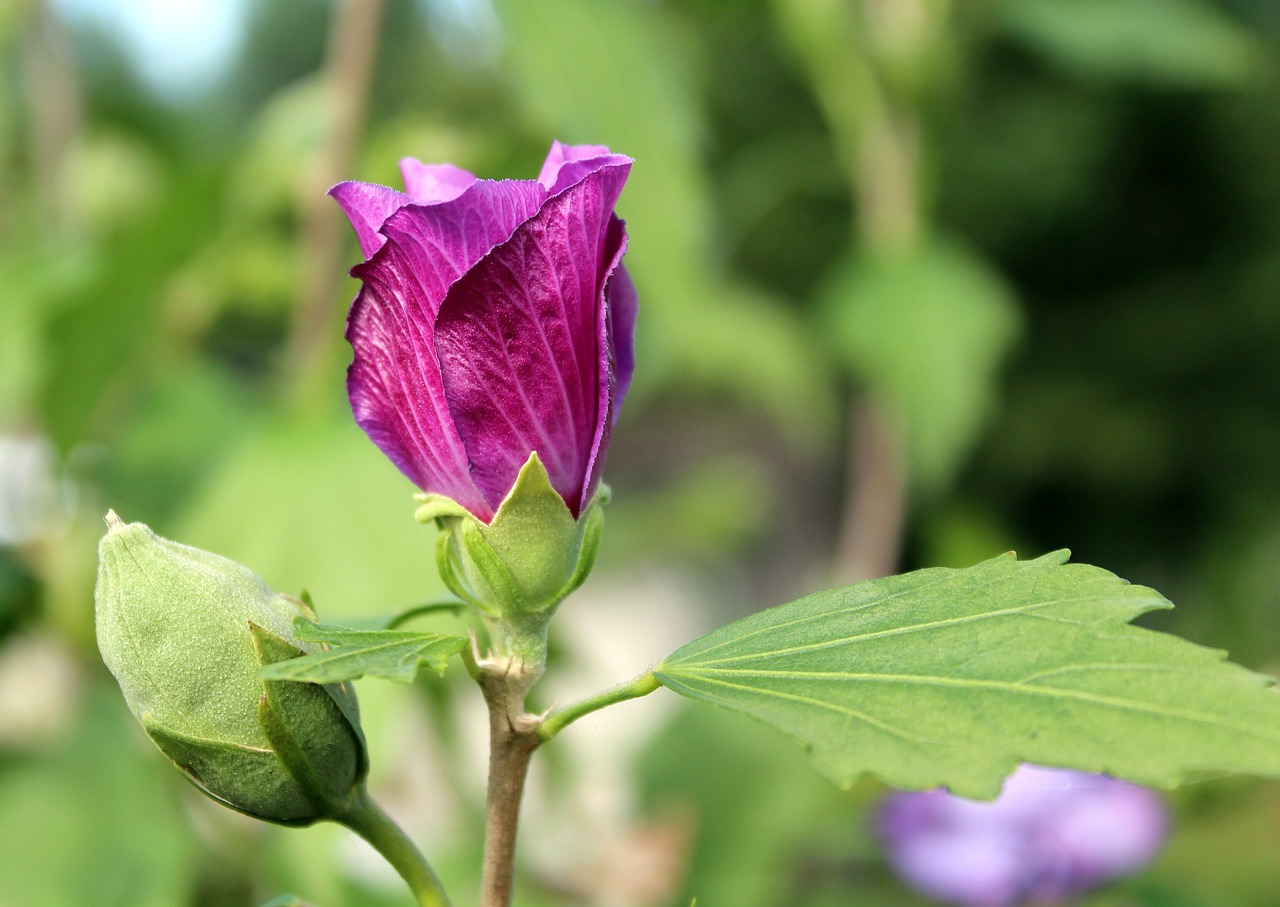 mallow bud flower free photo