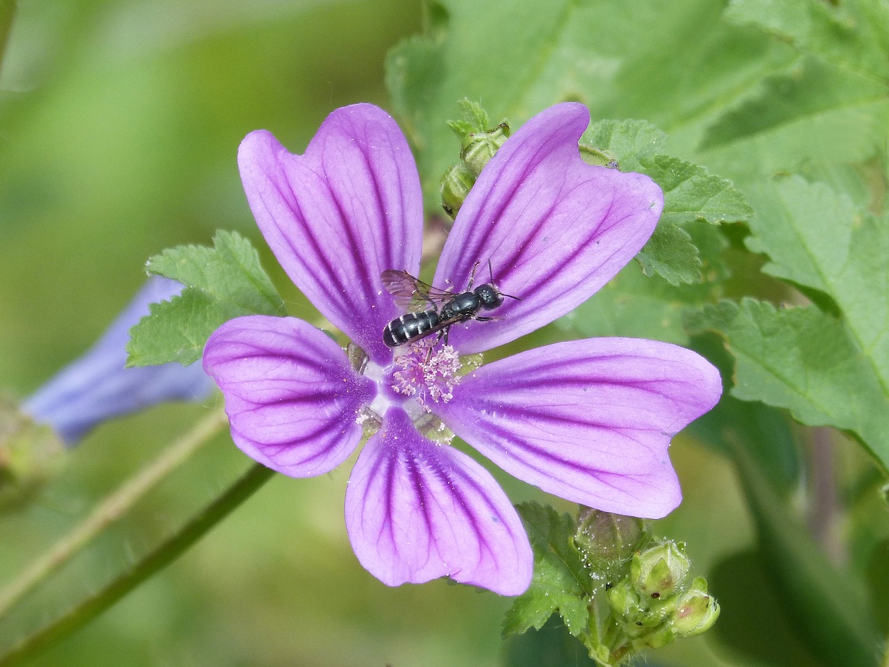 mallow  flower  bee free photo