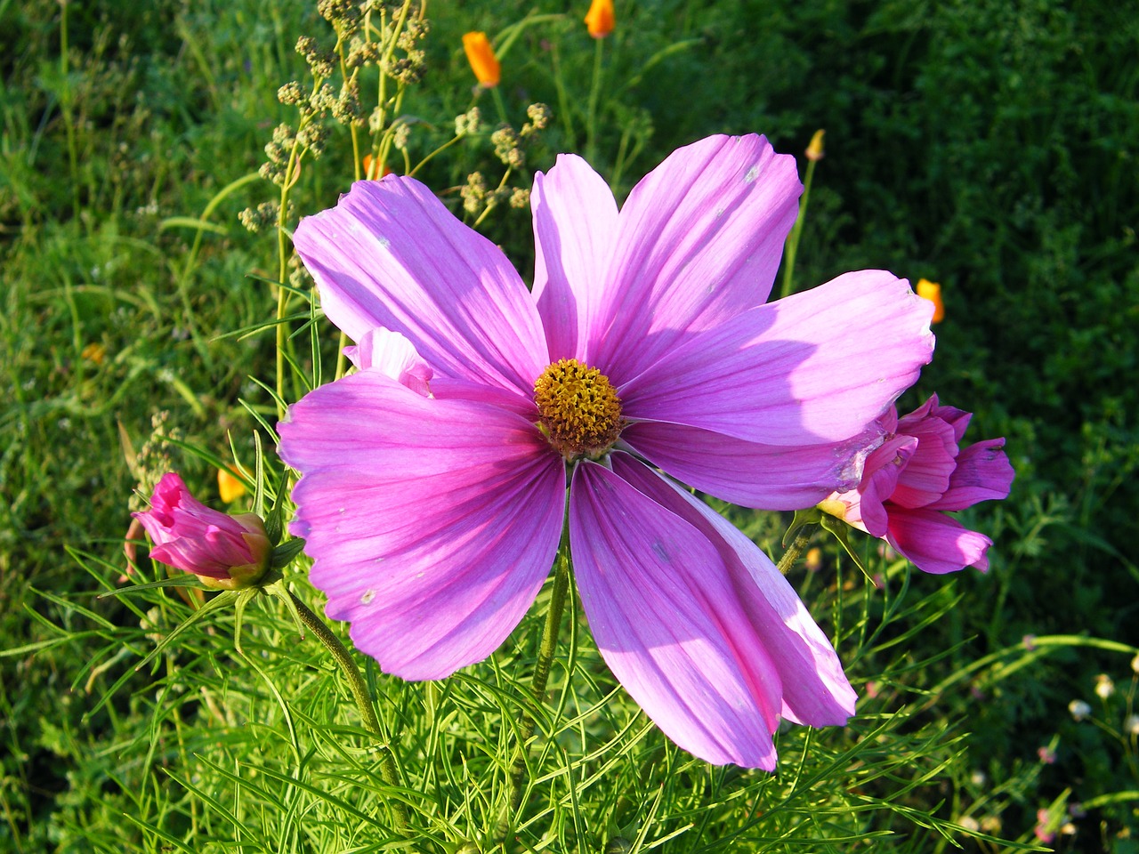 mallow  summer  flower free photo