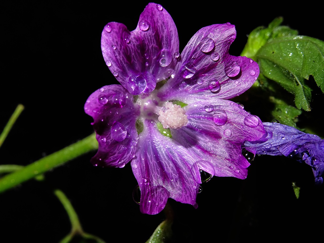 mallow  wild mallow  purple free photo