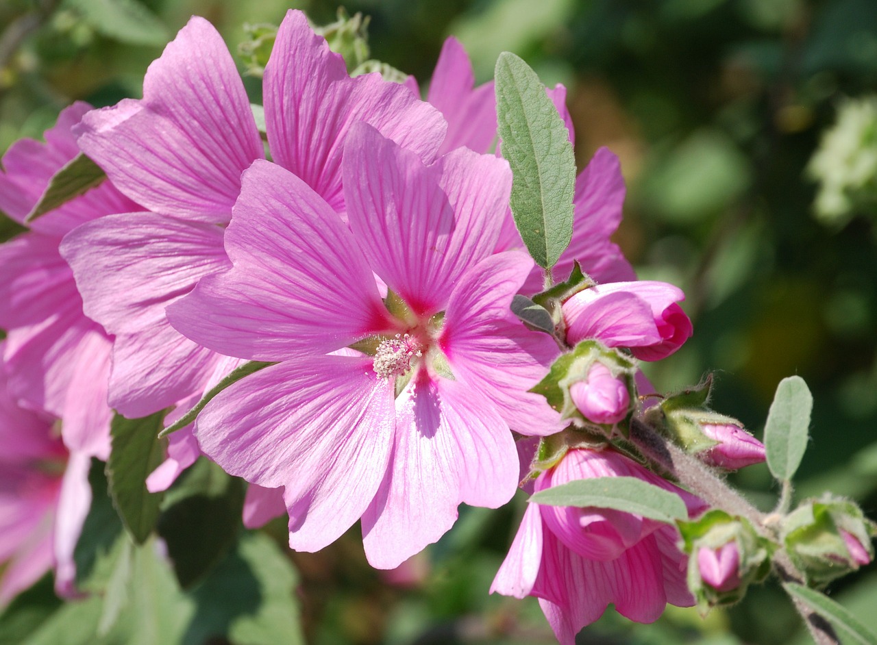 mallow flower close-up free photo