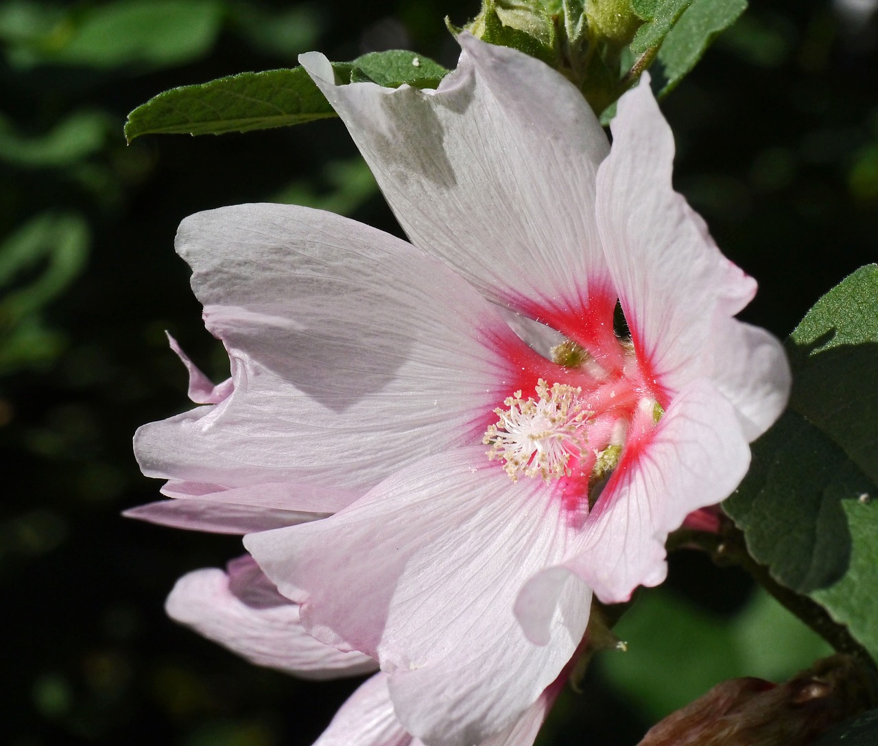 mallow  blossom  bloom free photo