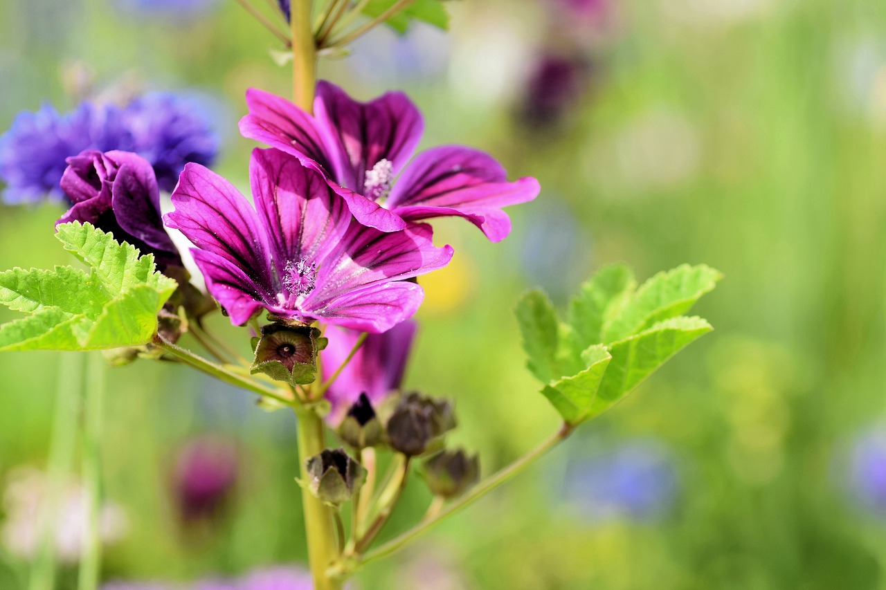 mallow  purple  flower free photo