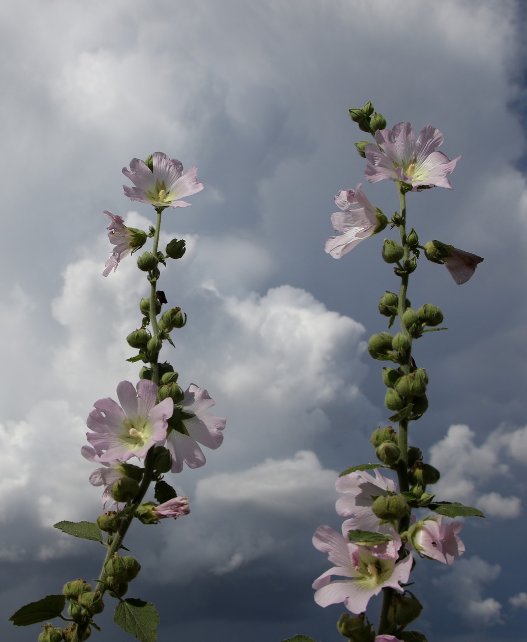 mallow  flowers  sky free photo