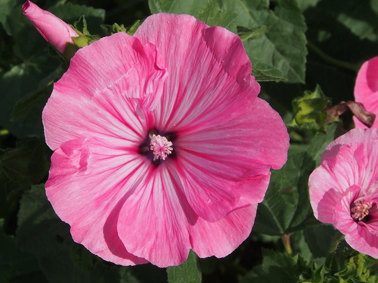 mallow  pink  blossom free photo