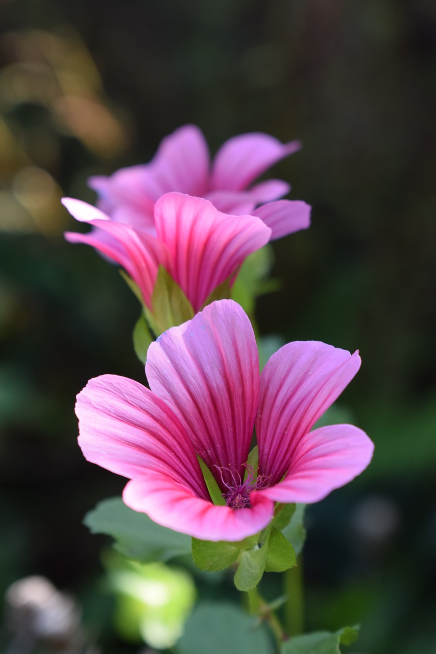 mallow  blossom  bloom free photo