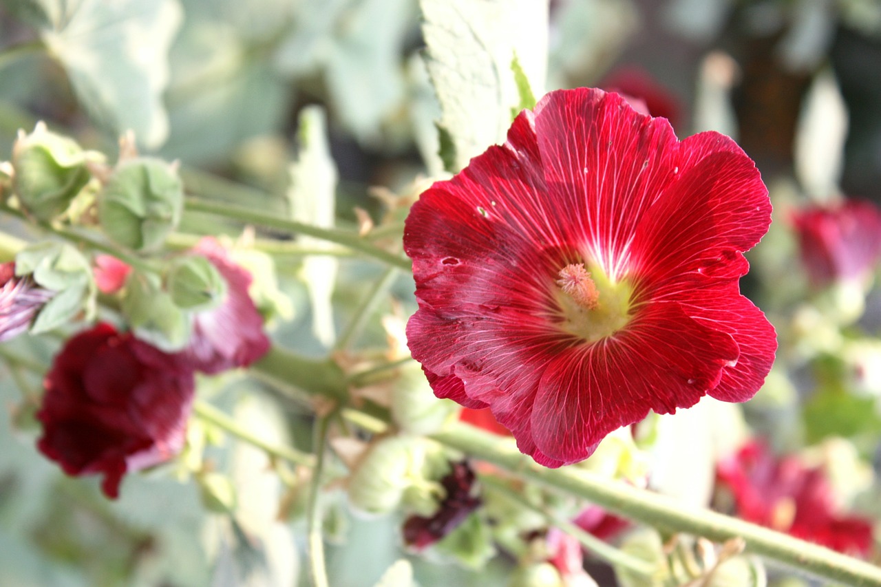 mallow summer bloom free photo