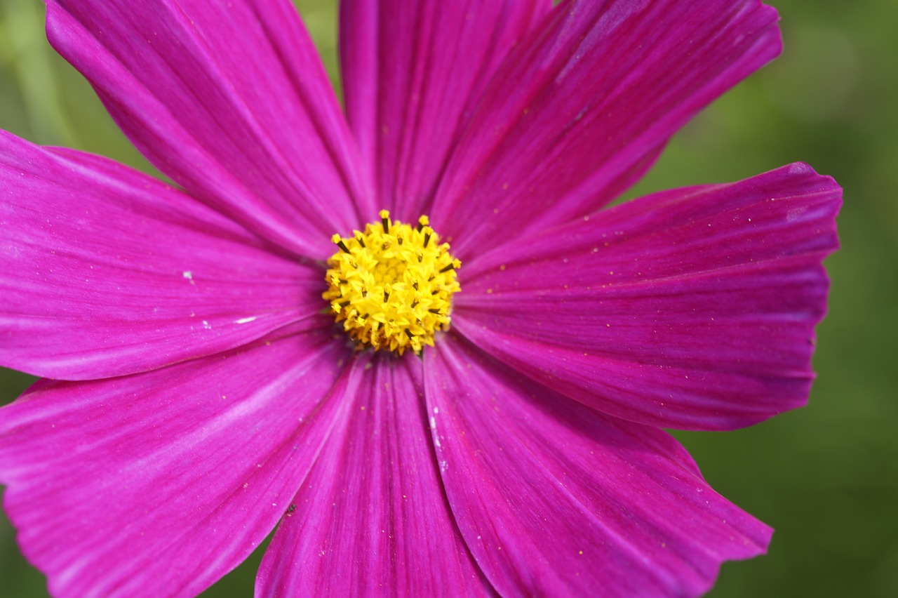 mallow purple pink free photo