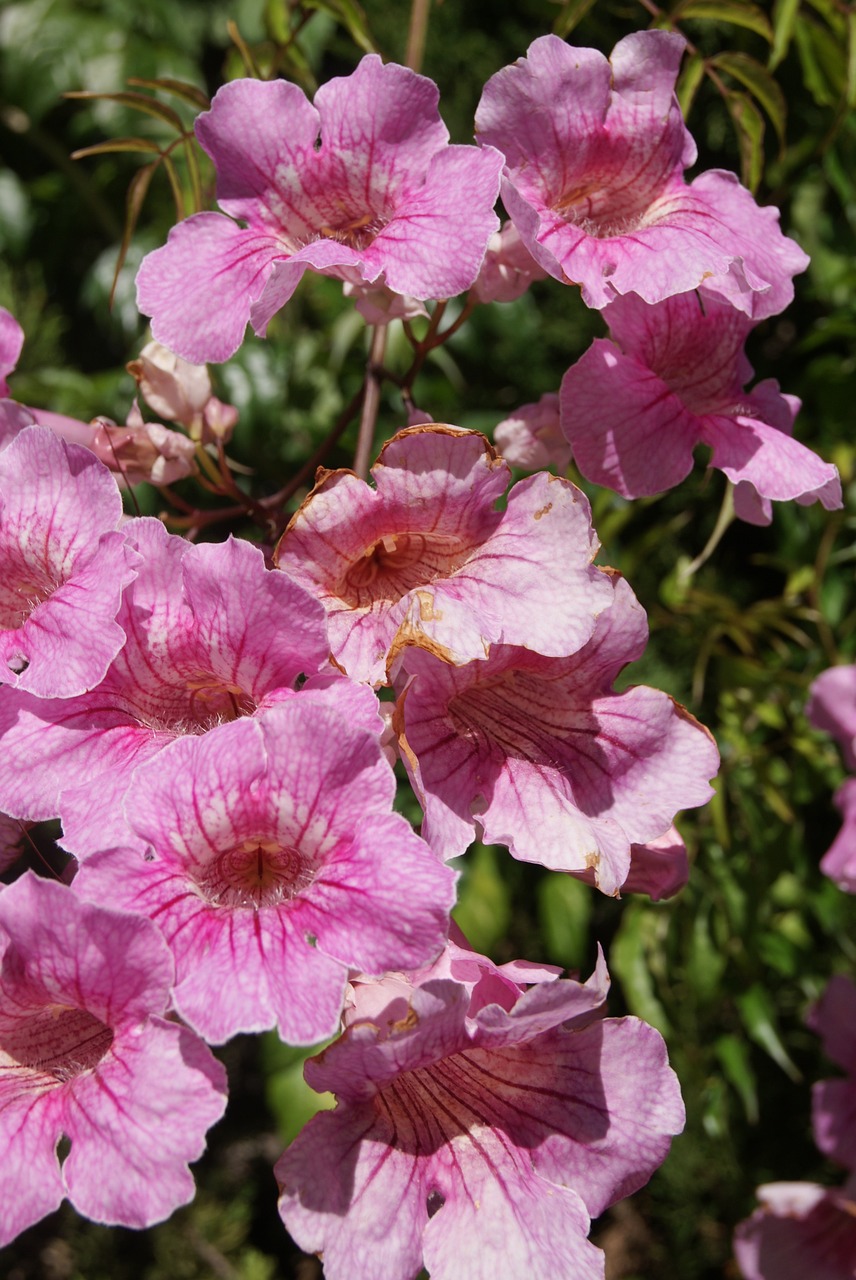 mallow plant purple free photo