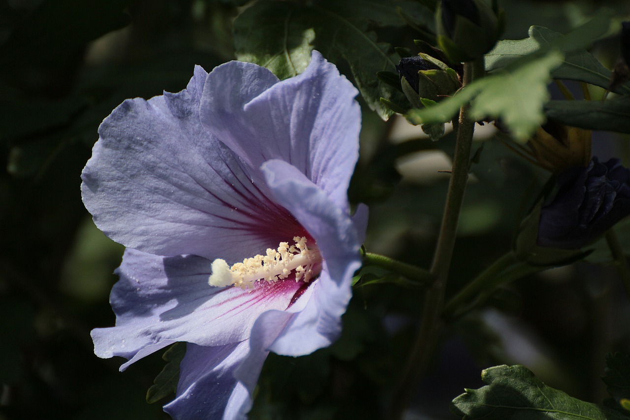 mallow flower blossom free photo