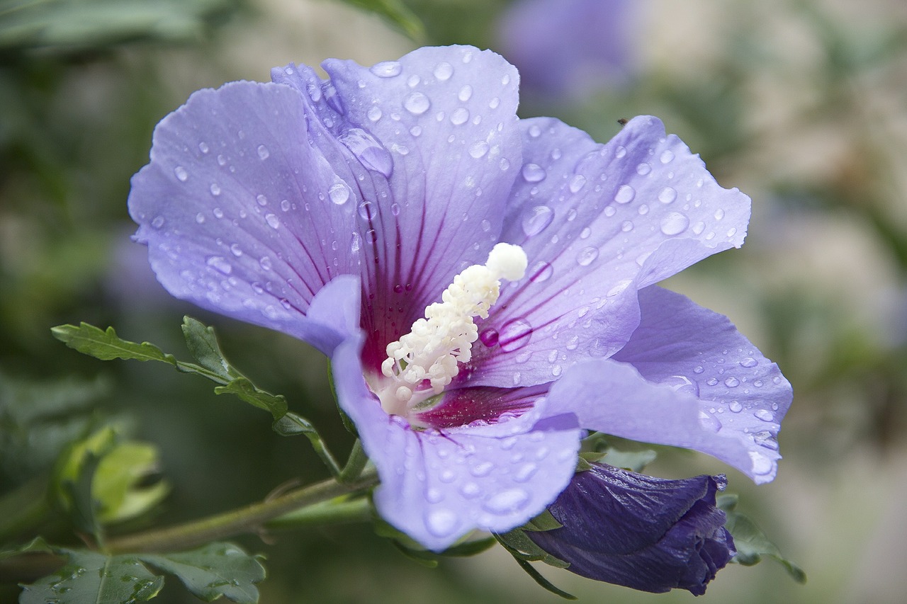 mallow blossom bloom free photo