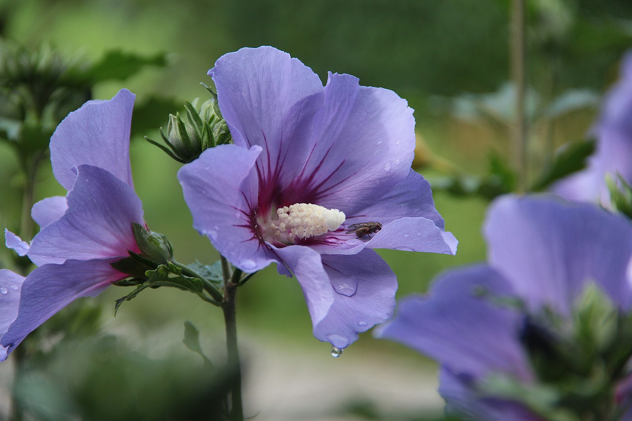 mallow blossom bloom free photo