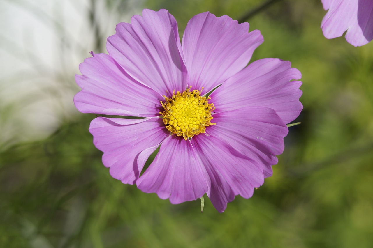 mallow blossom bloom free photo