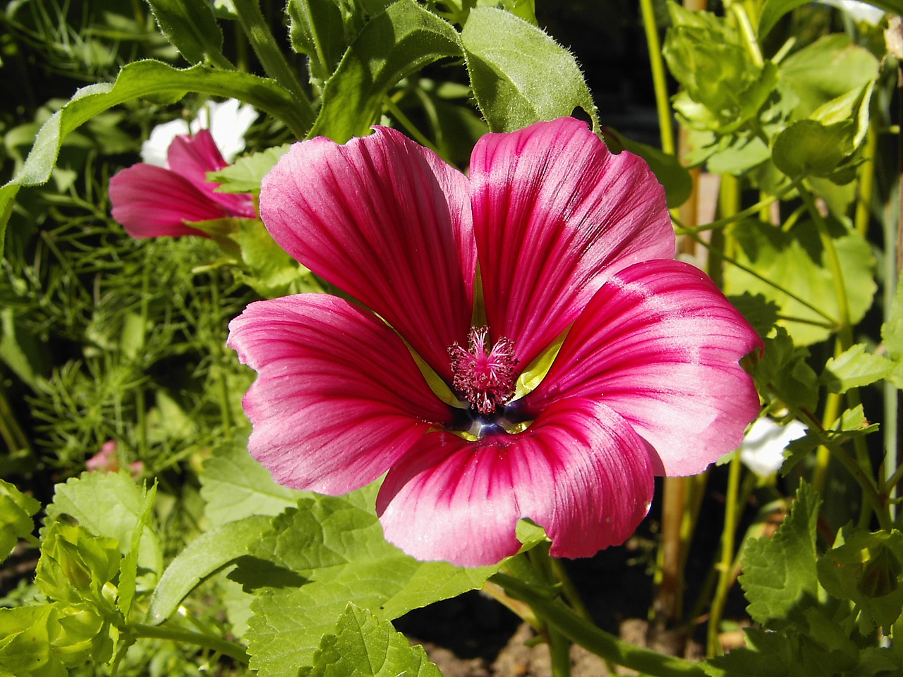 mallow blossom bloom free photo