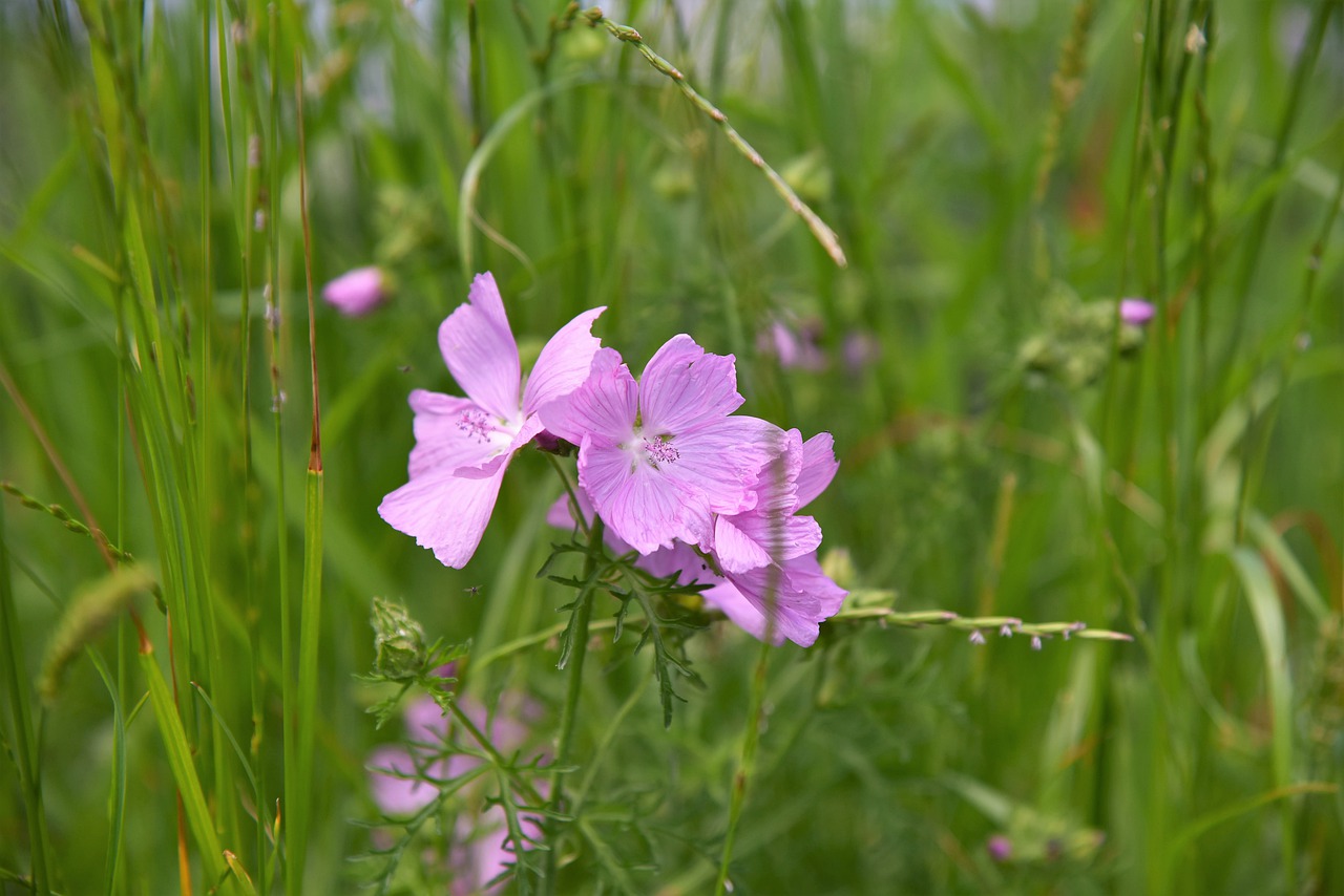 mallow  meadow  pointed flower free photo