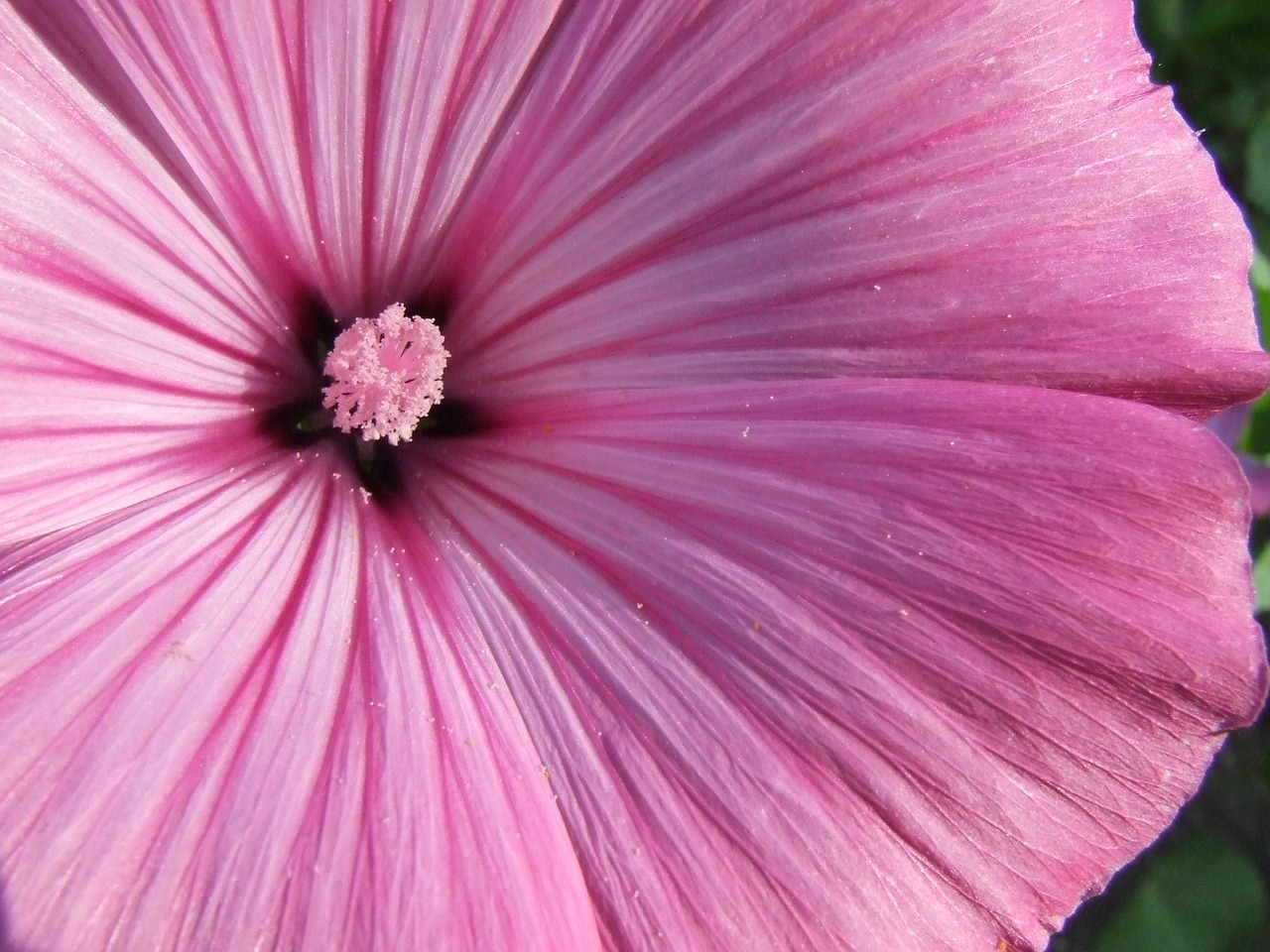 mallow blossom bloom free photo