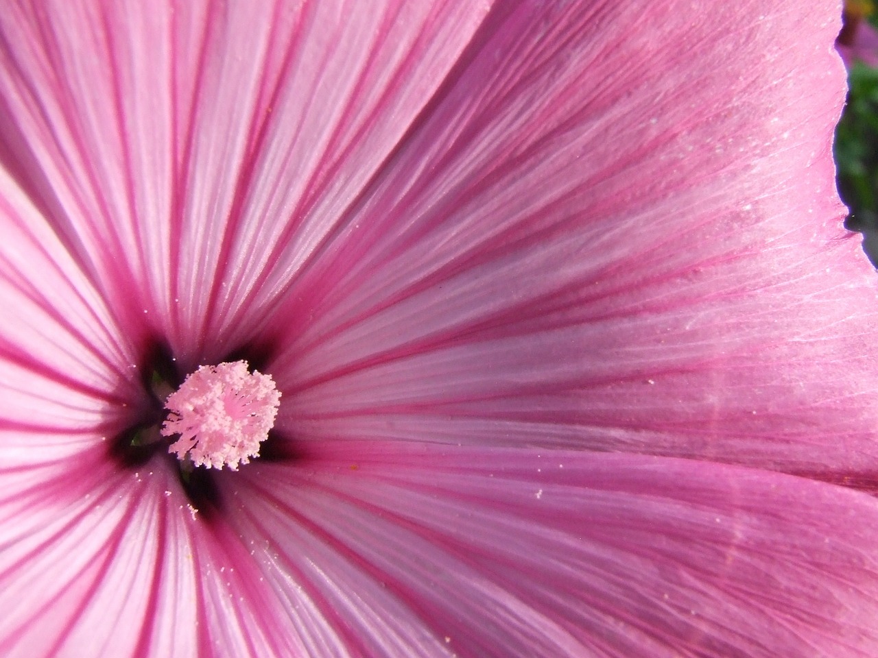 mallow pink mallow flower free photo