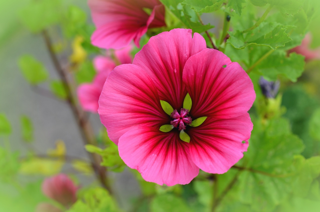 mallow blossom bloom free photo