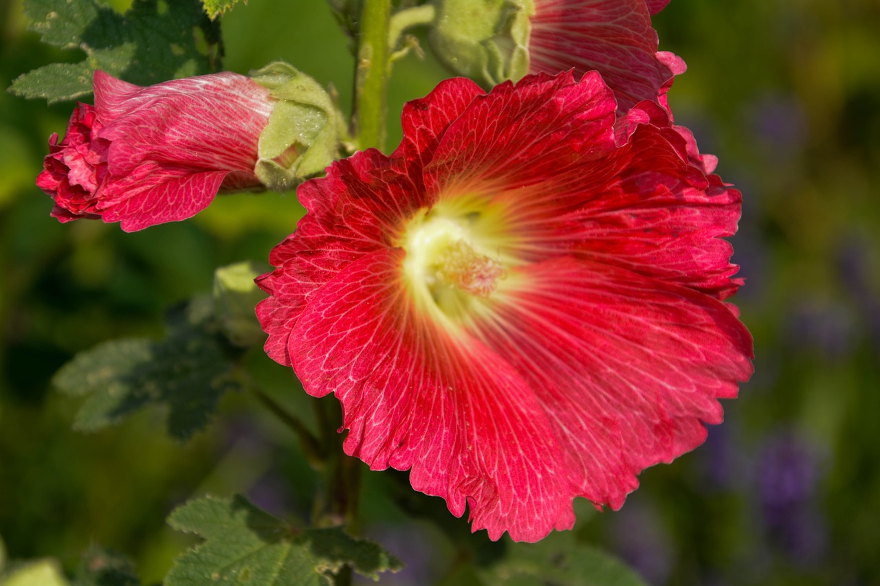 mallow flowers nature free photo