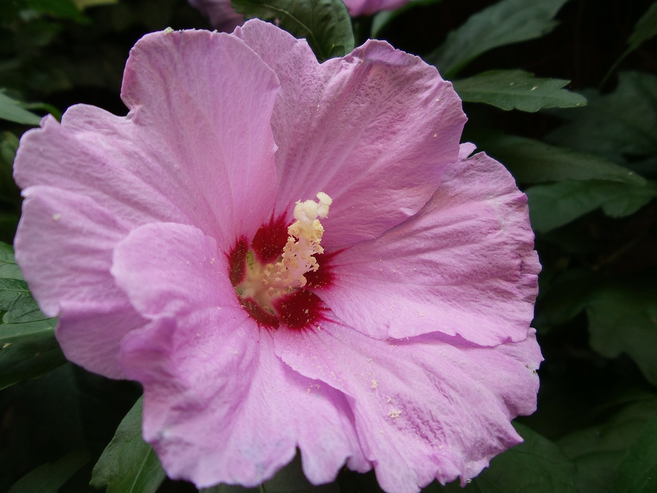 mallow pink-flowered flower free photo