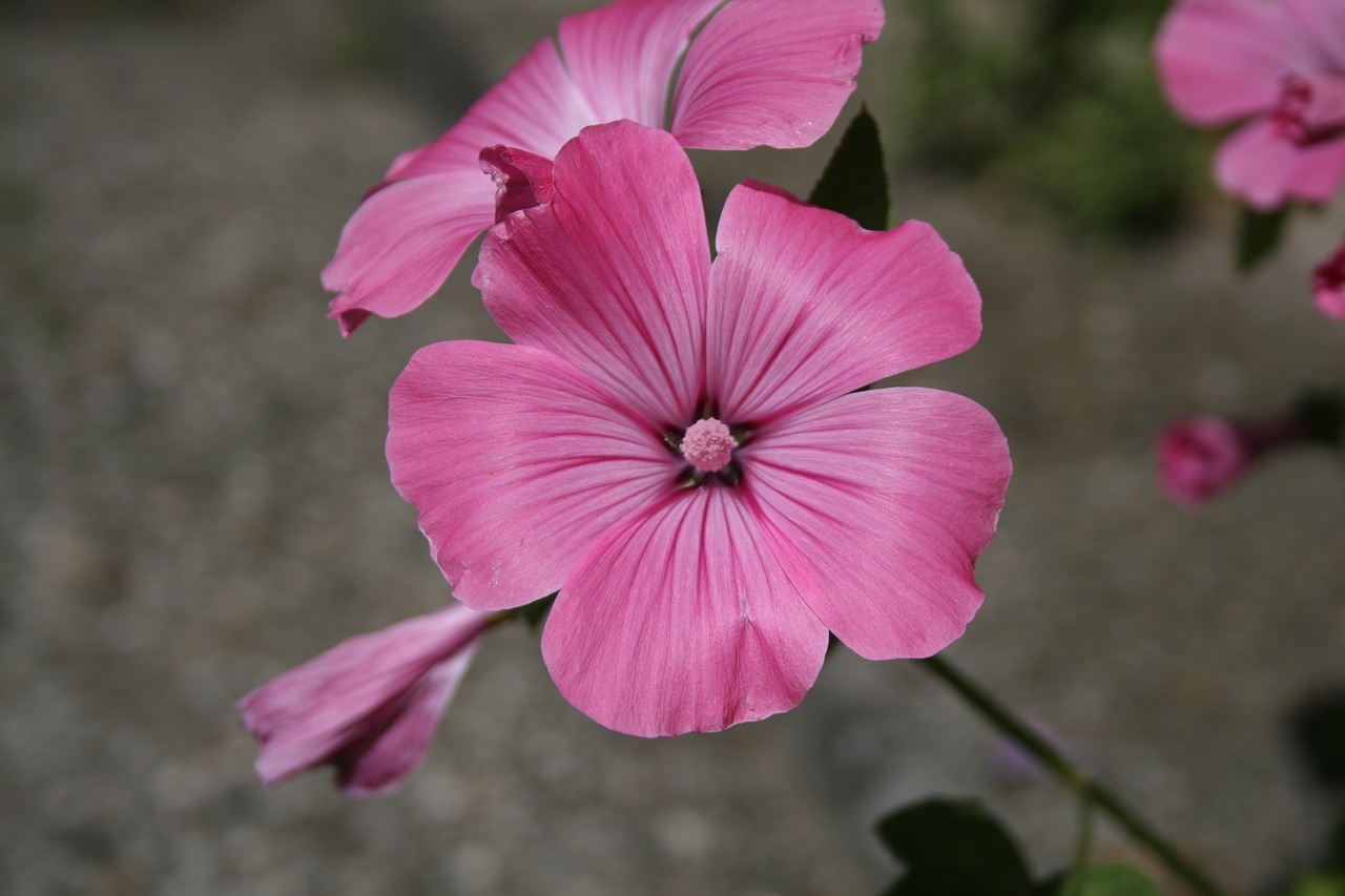 mallow pink green free photo