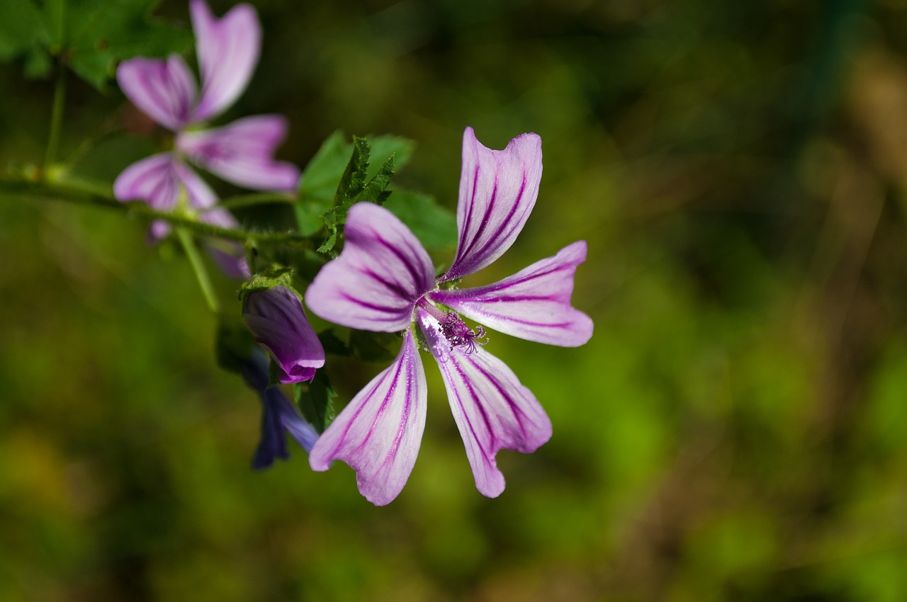 mallow flower purple free photo