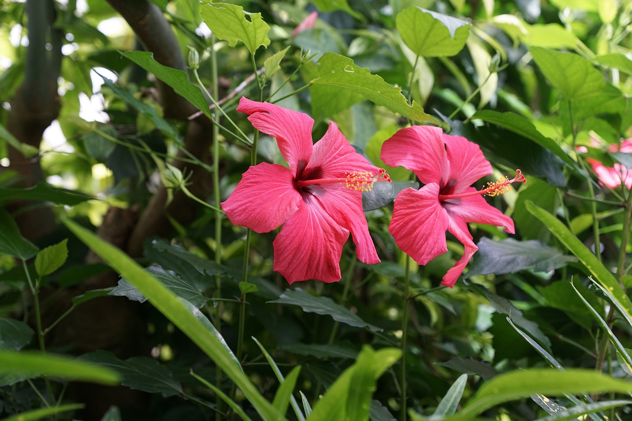 mallow flower blossom free photo