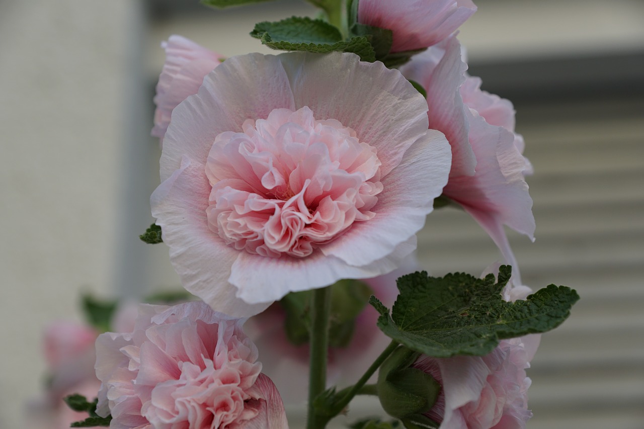 mallow flower rose free photo