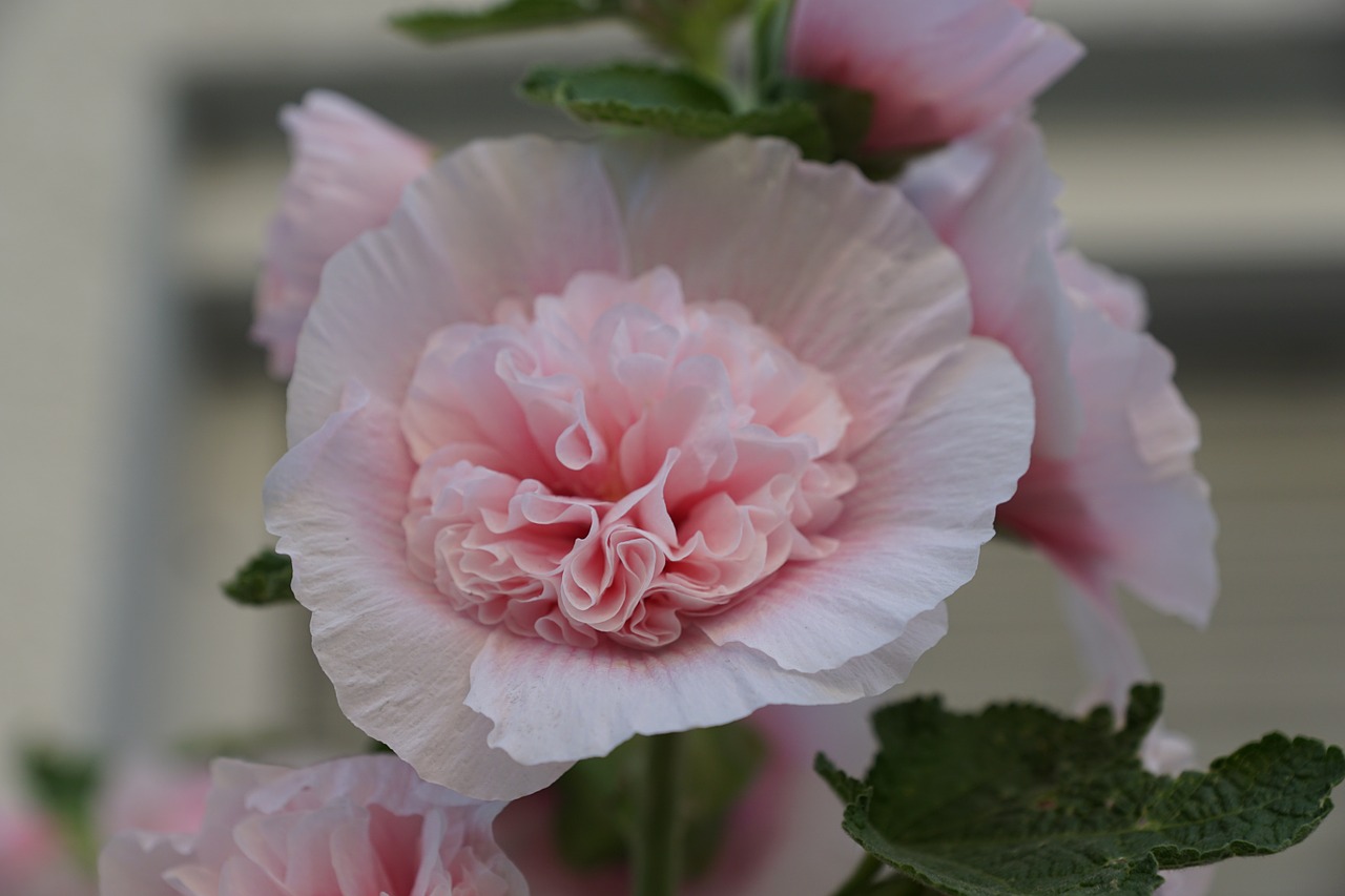 mallow flower rose free photo