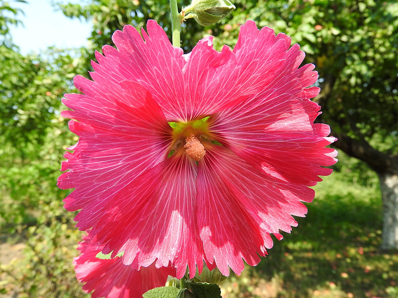 mallow flower blossom free photo