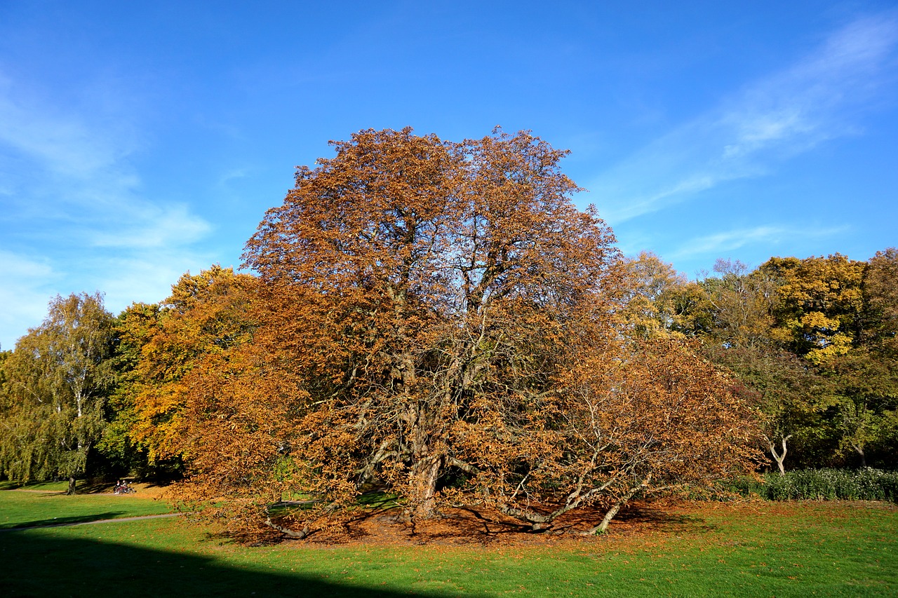 malmö  autumn  the indian summer free photo