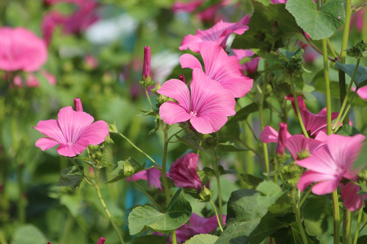 malopa  lavantera  malope free photo