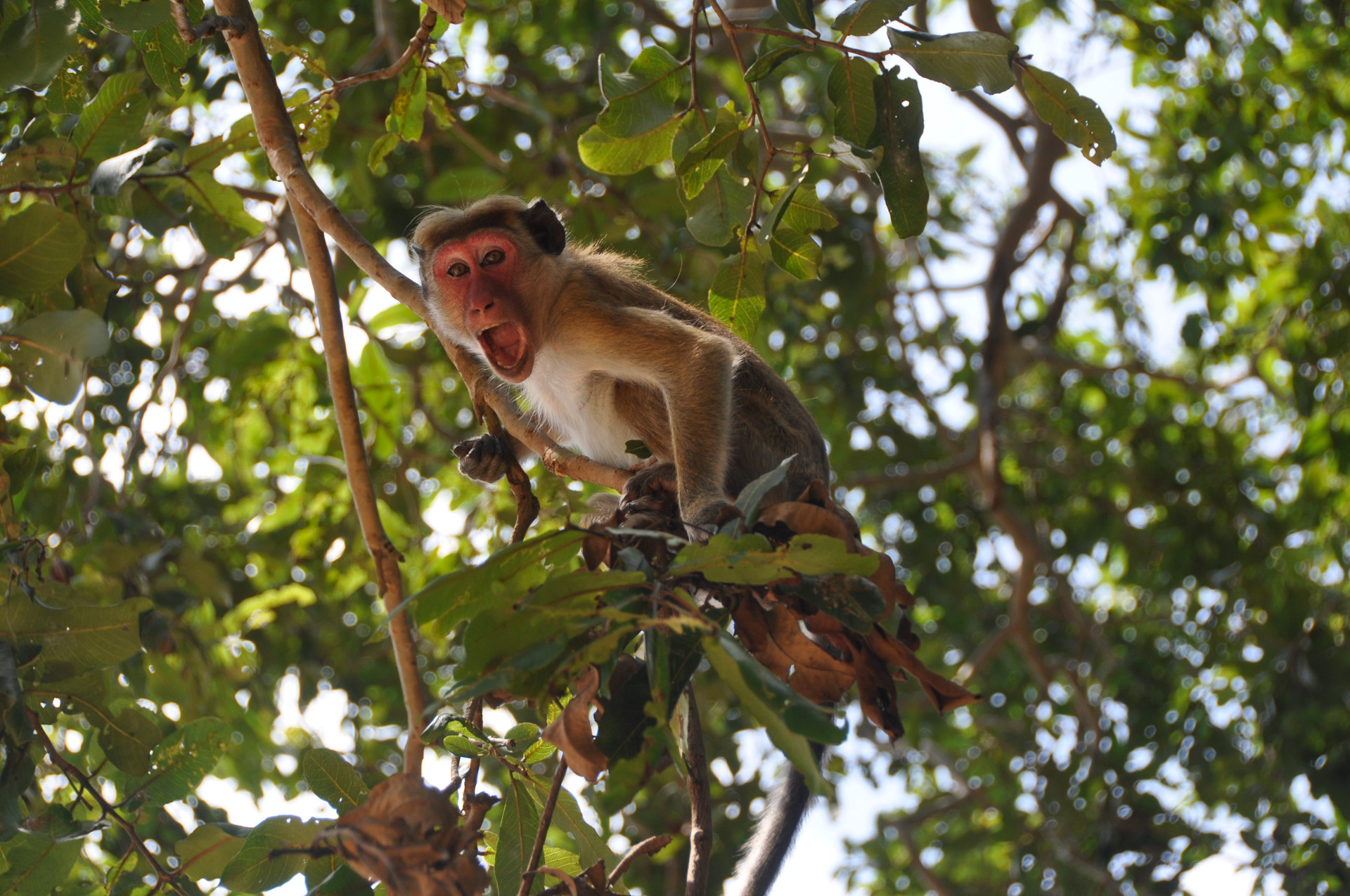 monkey dissatisfaction tree free photo