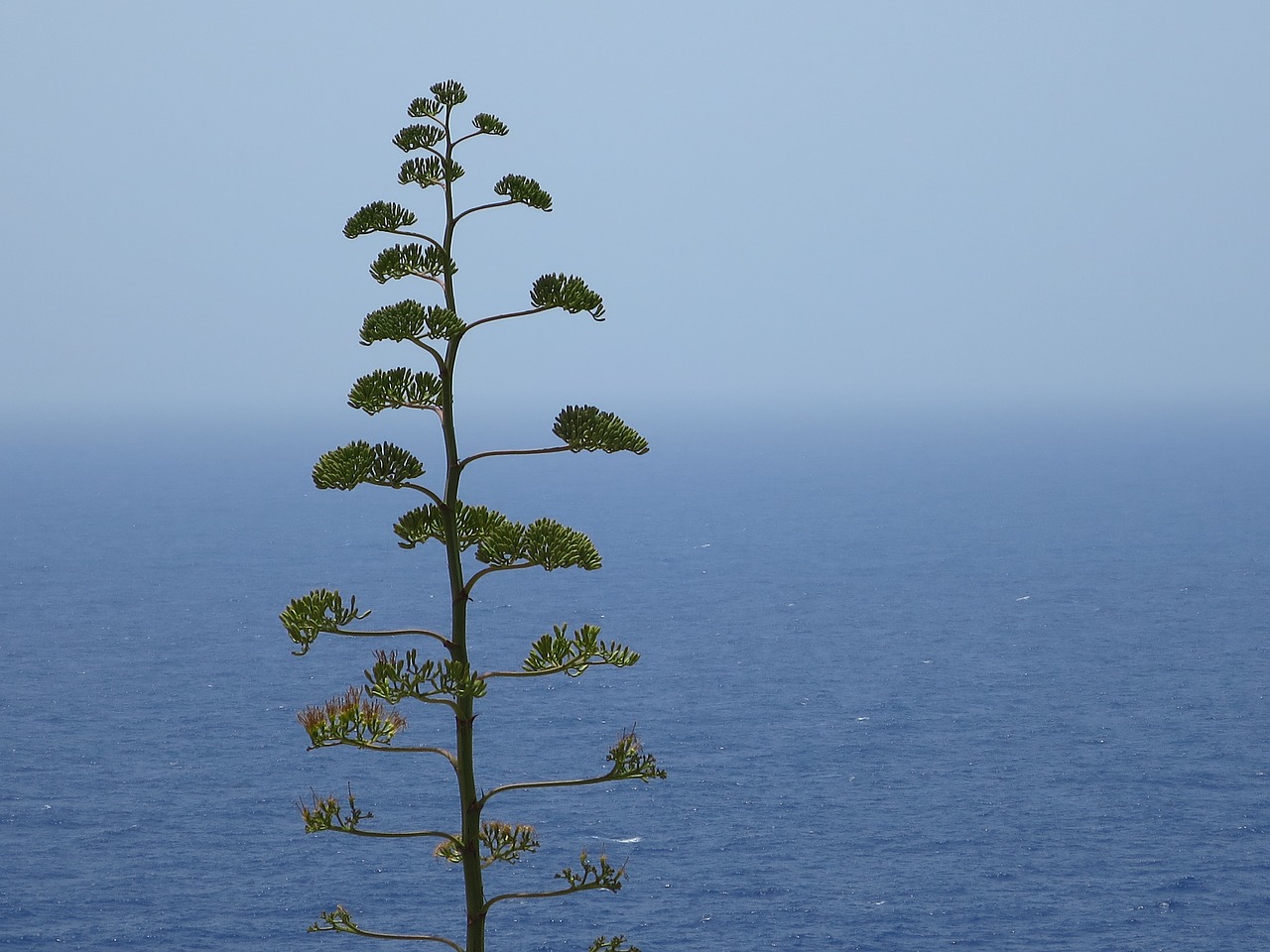 malta sea plant free photo