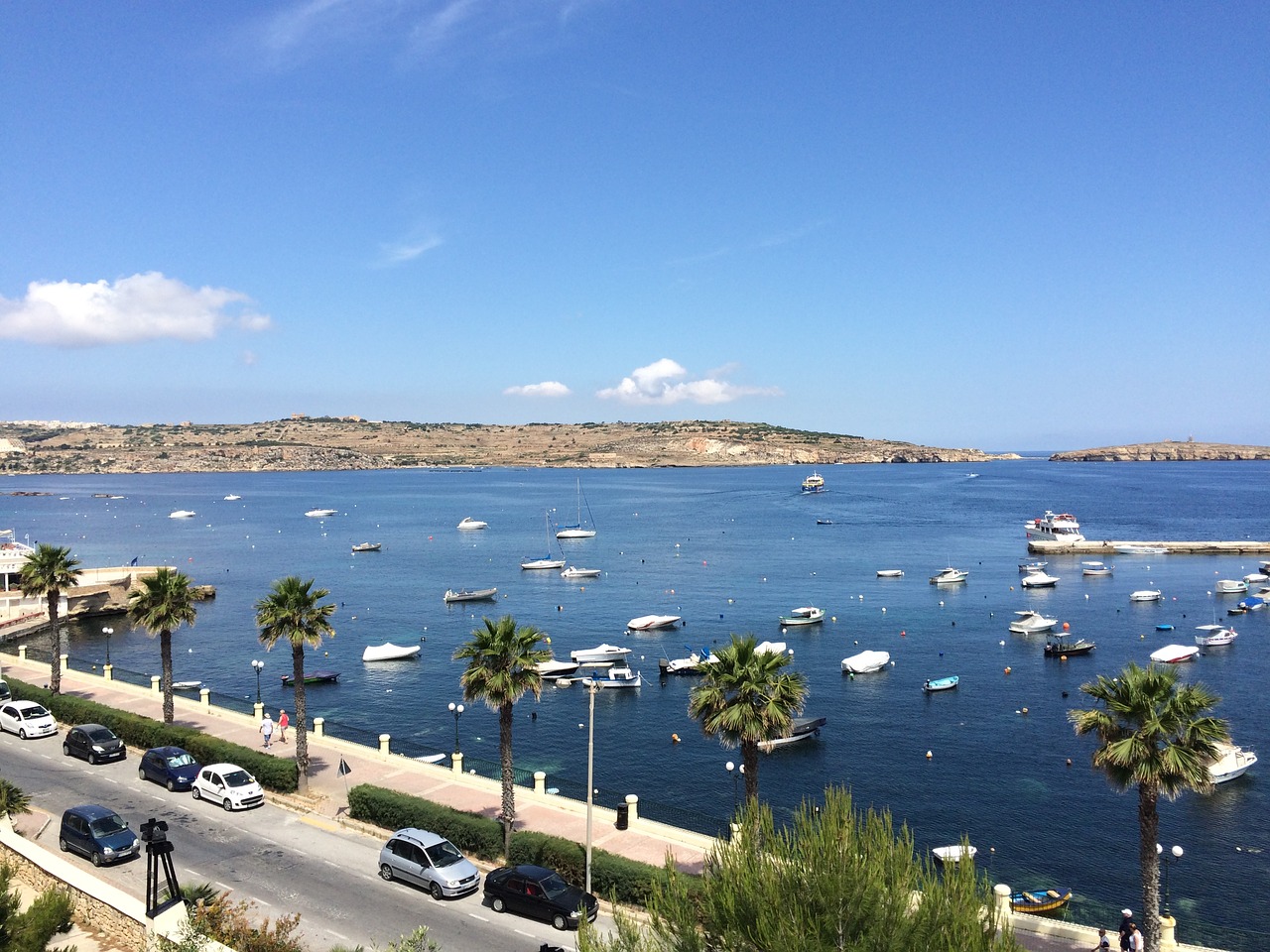 malta sea palm trees free photo